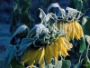 3013-the-killing-frost