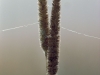 2003-spiderweb