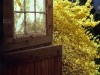 1003-welcoming-spring-forsythia