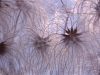 4015-virgins-bower-seed-heads